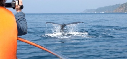 whale-watching-02-800x321